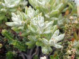 Image of Senecio littoralis Gaud.