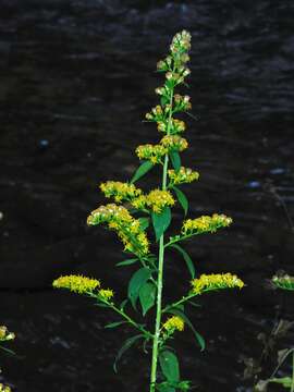 Image of roundleaf goldenrod