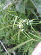 Sivun Periploca linearifolia Dillon & A. Rich. kuva