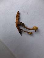 Image of Ophiocordyceps variabilis (Petch) G. H. Sung, J. M. Sung, Hywel-Jones & Spatafora 2007