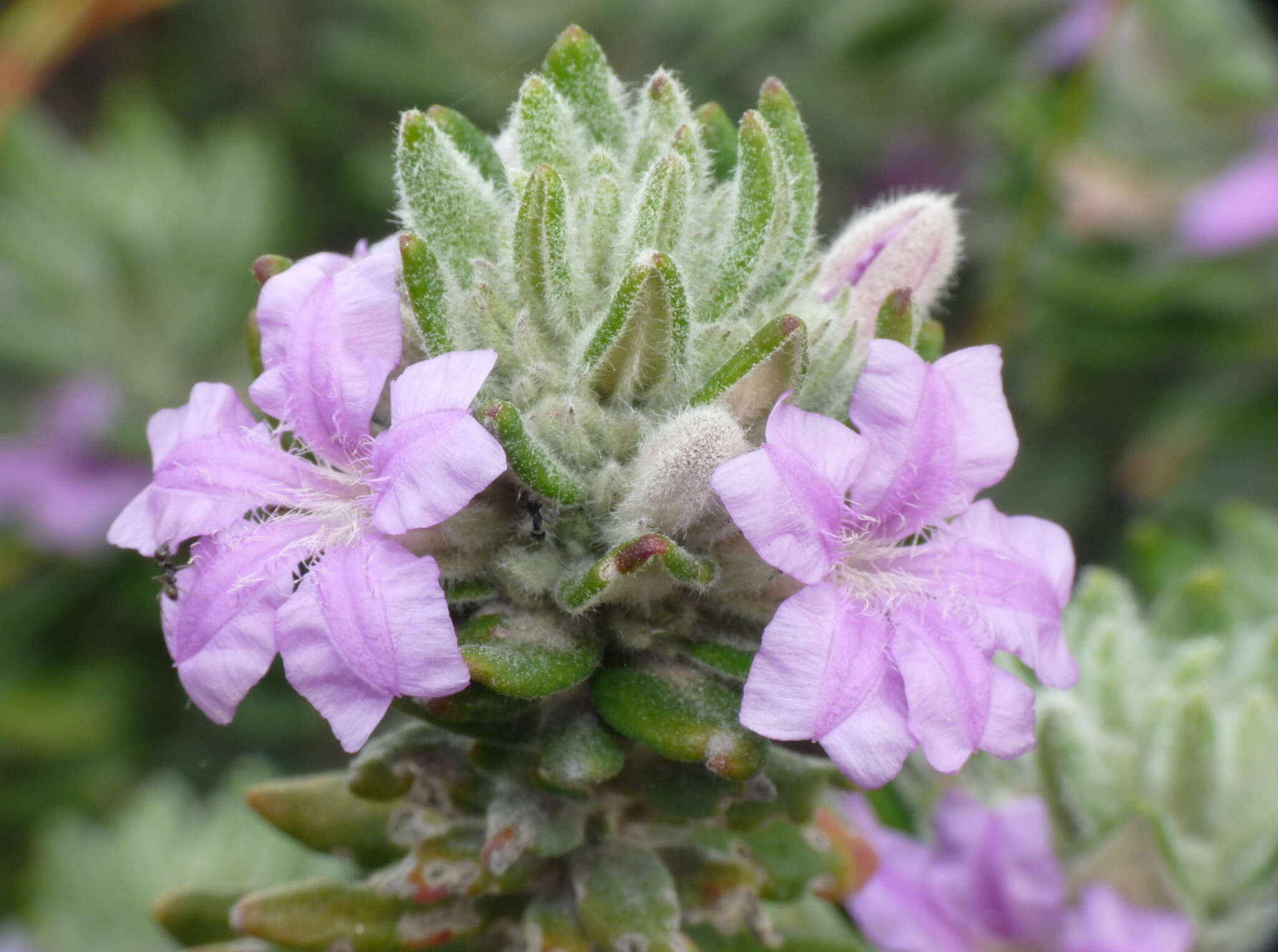 Image de Coopernookia polygalacea (de Vriese) Carolin