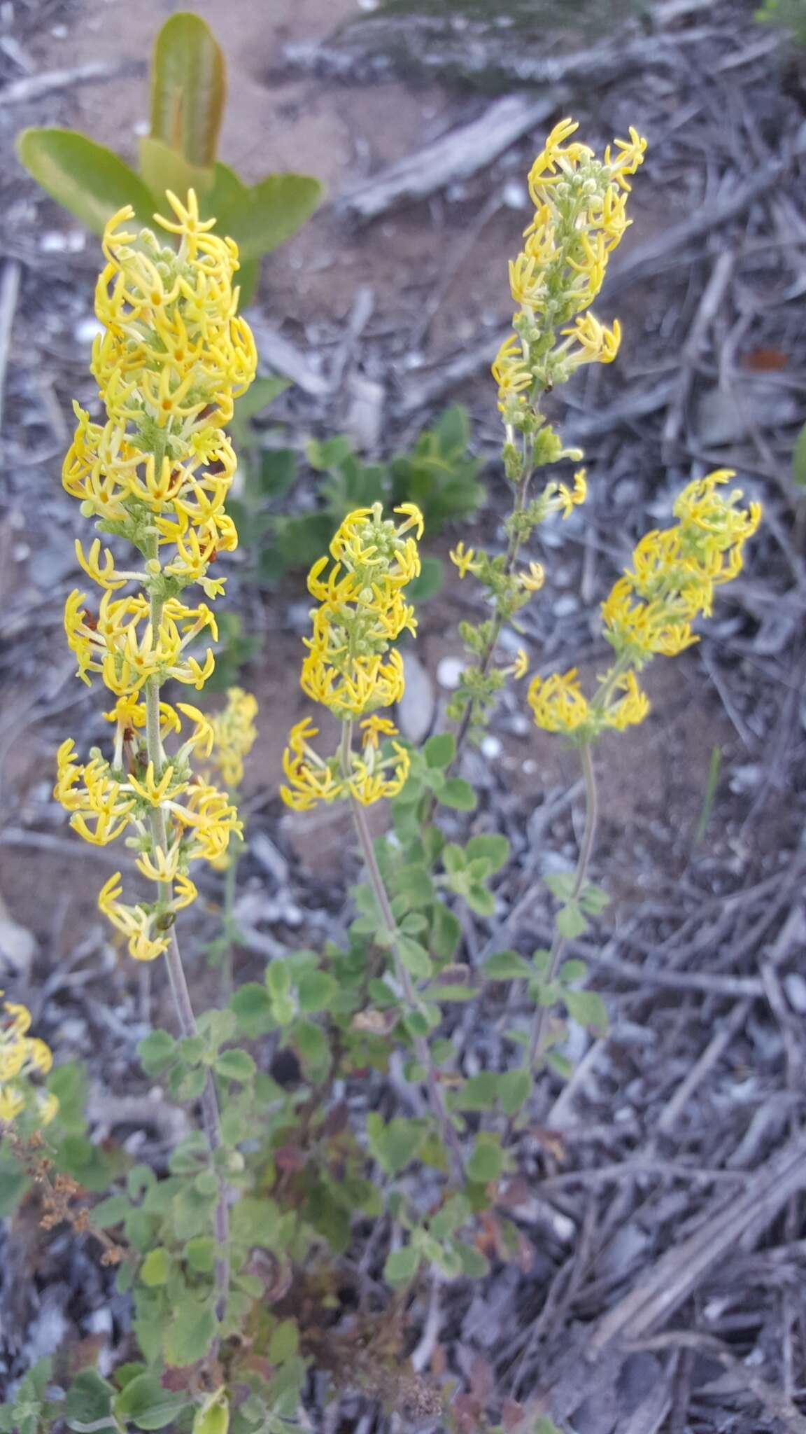 Image of <i>Manulea thyrsiflora</i>