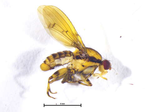 Image of Scordalus