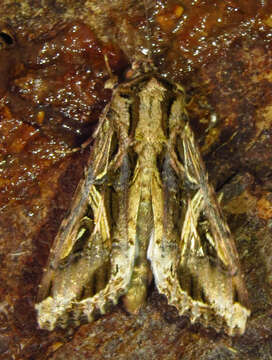 Image of Sweetpotato Armyworm Moth