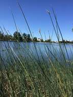 Image of Hardstem bulrush