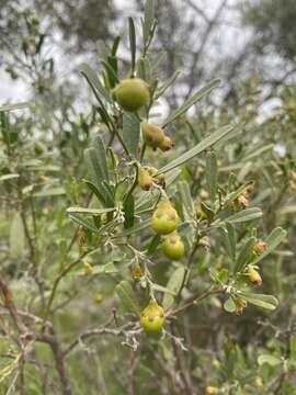 Image of Stylobasium spathulatum Desf.