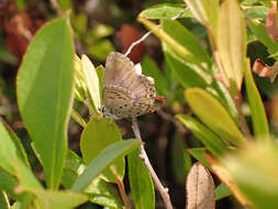 Image of <i>Plebejus idas empetri</i> T. Freeman 1938