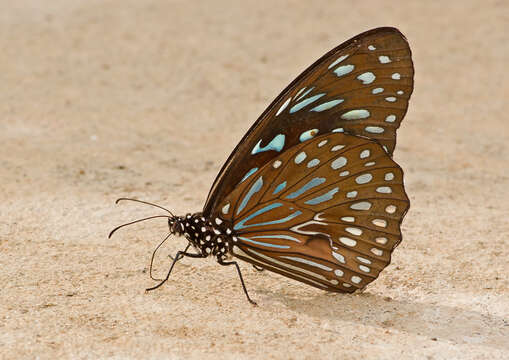 Image of <i>Tirumala septentrionis</i>