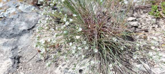 Image of Minuartia euxina M. V. Klokov