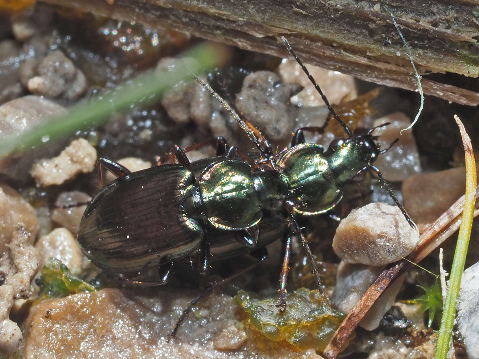 Agonum (Agonum) muelleri (Herbst 1784)的圖片