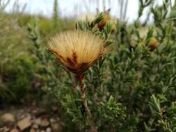 Sivun Pteronia elongata Thunb. kuva