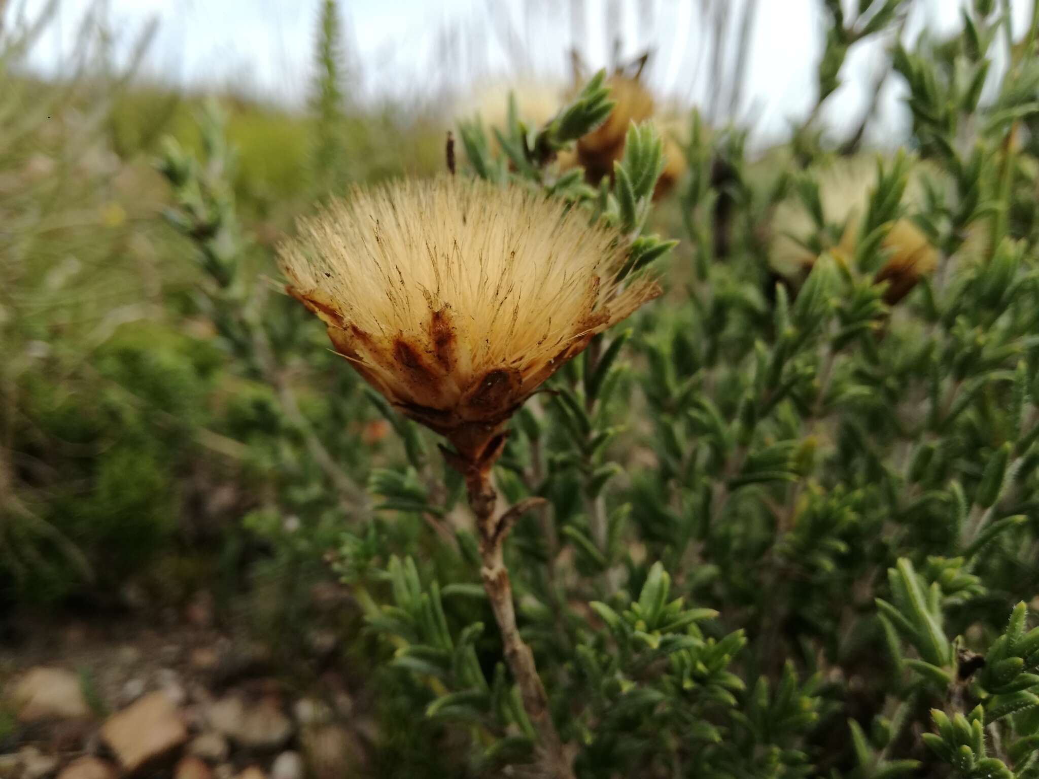 Image of Pteronia elongata Thunb.