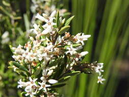 Image of Agiortia pedicellata (C. T. White) Quinn