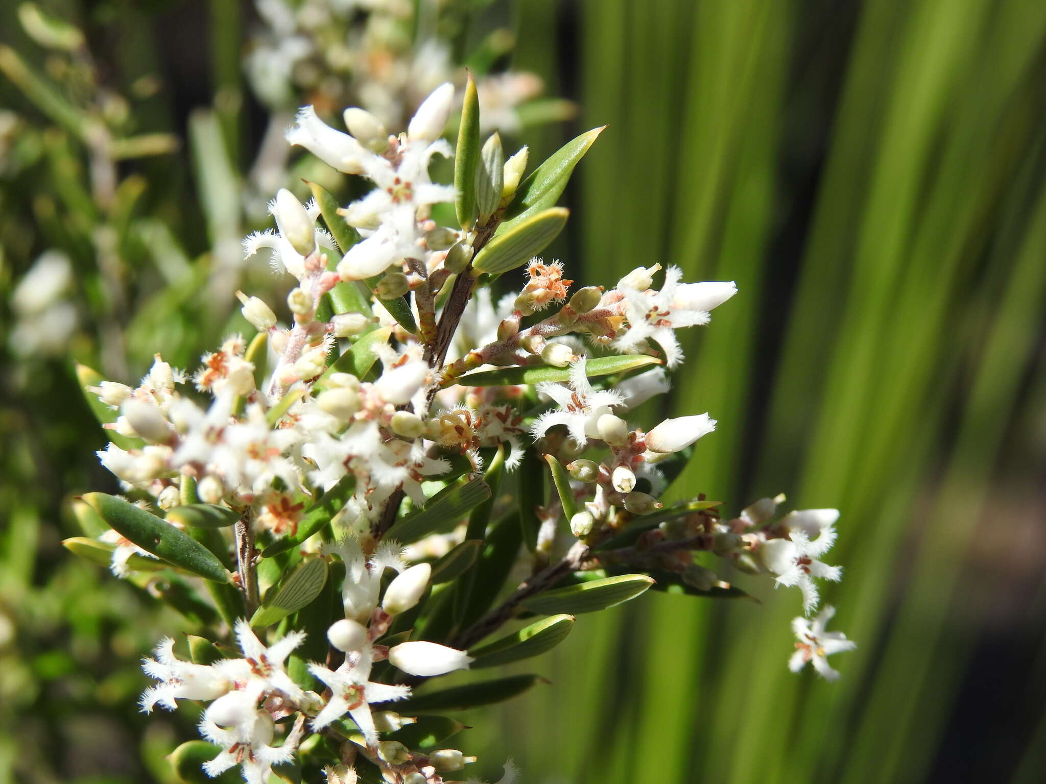 Image of Agiortia pedicellata (C. T. White) Quinn