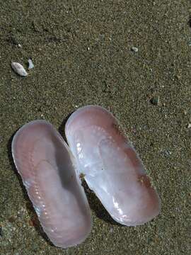 Image of rosy razor clam