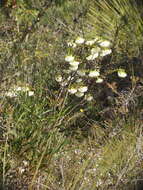 Image of Pimelea lehmanniana Meissn.