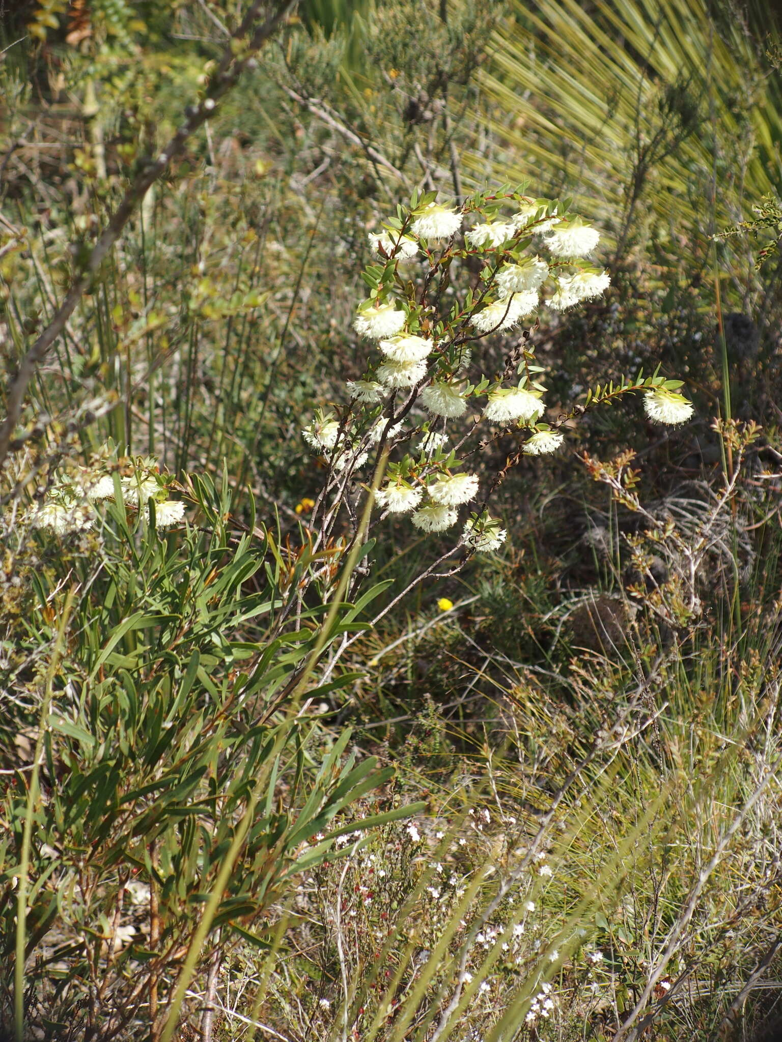 Image of Pimelea lehmanniana Meissn.