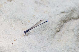 Image of Blue-tipped Dancer