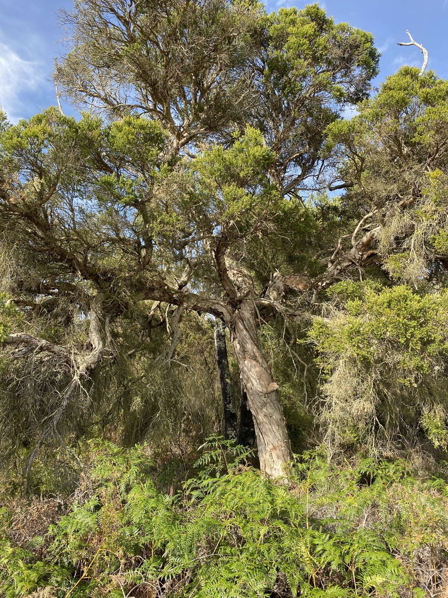 Imagem de Melaleuca preissiana Schau.