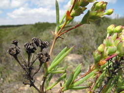 Ruschia suaveolens L. Bol. resmi