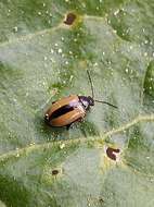 Image of Horseradish Flea Beetle