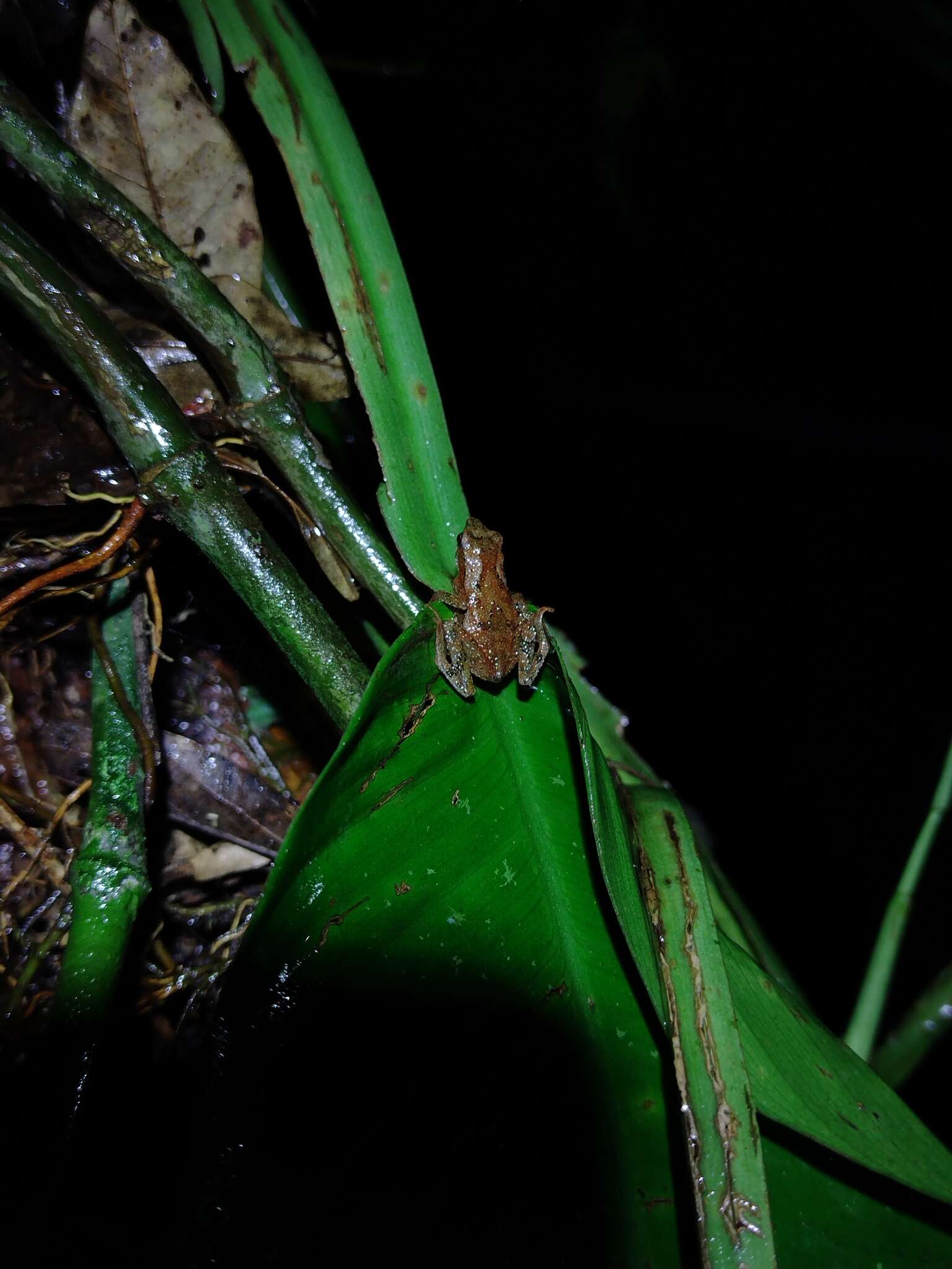 Dendrophryniscus imitator resmi