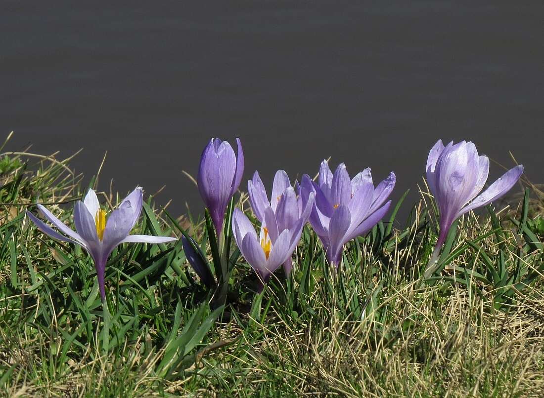 Crocus neglectus Peruzzi & Carta resmi