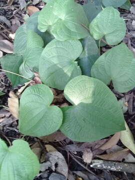 Image of Dioscorea galeottiana Kunth