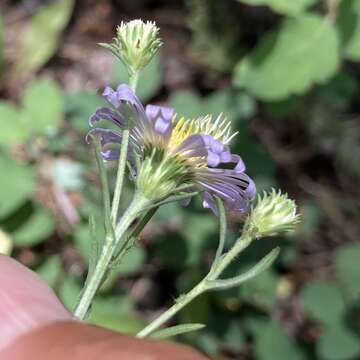 Image of Mountain American-Aster