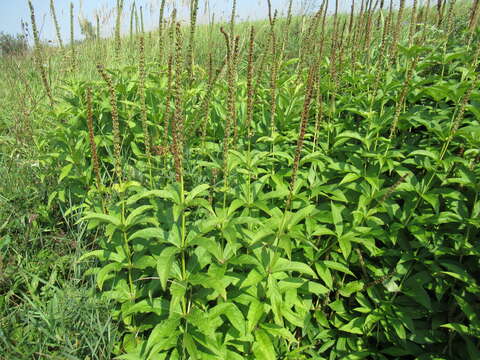 صورة Veronicastrum sibiricum (L.) Pennell