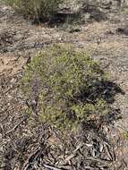 Image of Dusky Daisy-bush