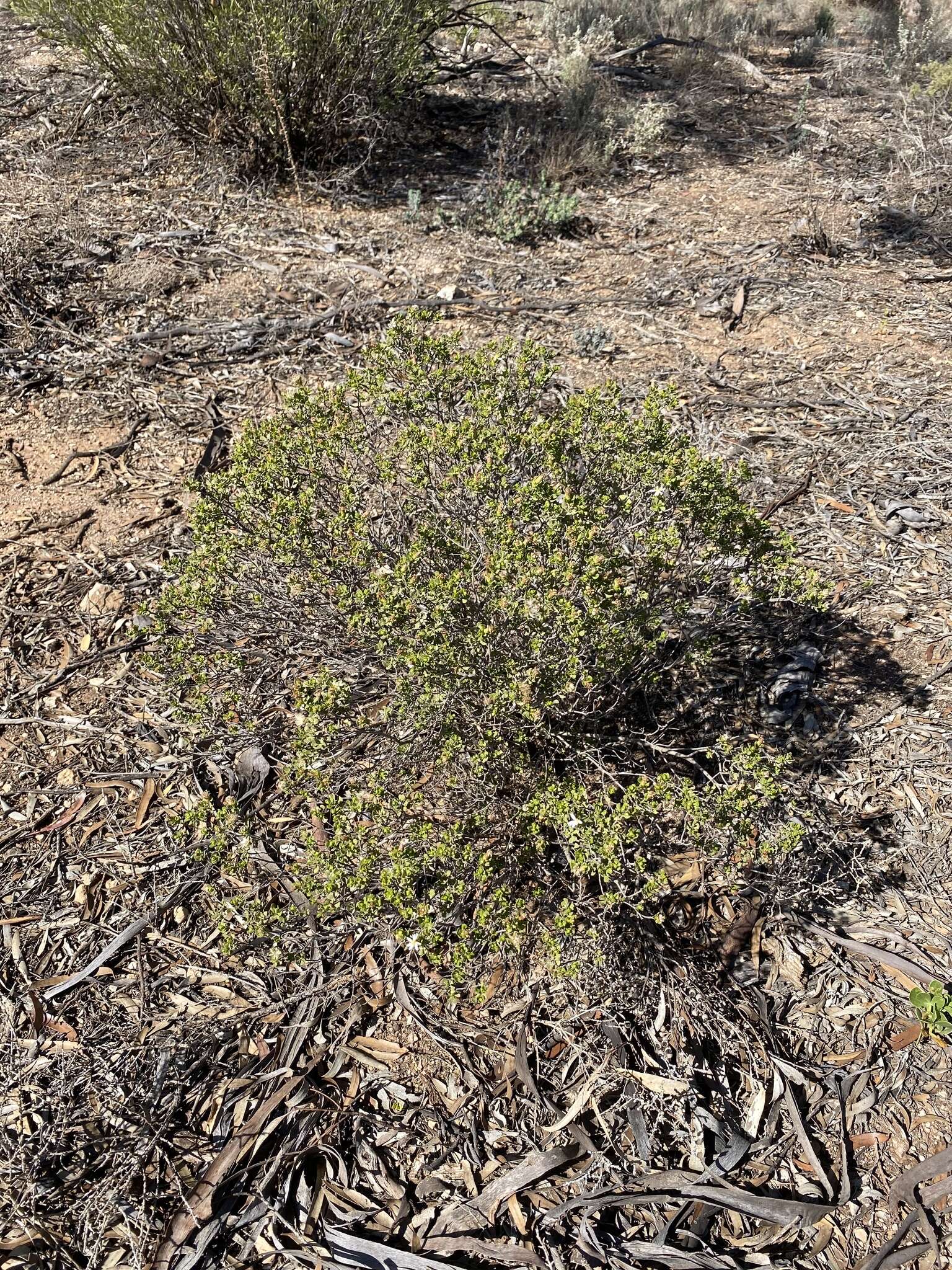 Image de Olearia muelleri (Sonder) Benth.