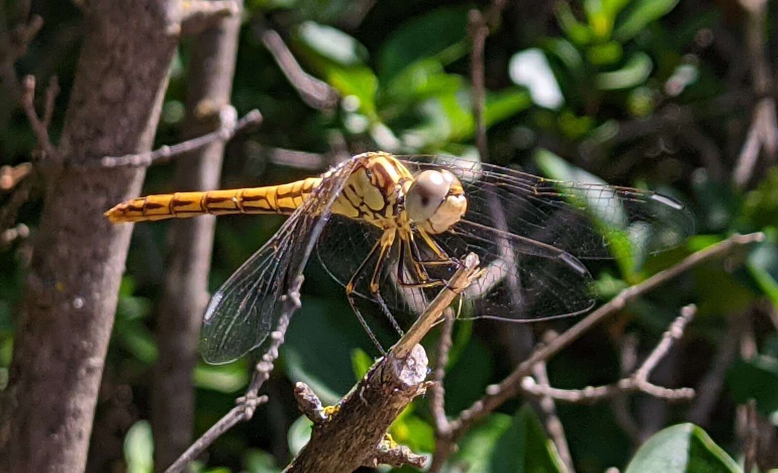 Image of Desert Darter