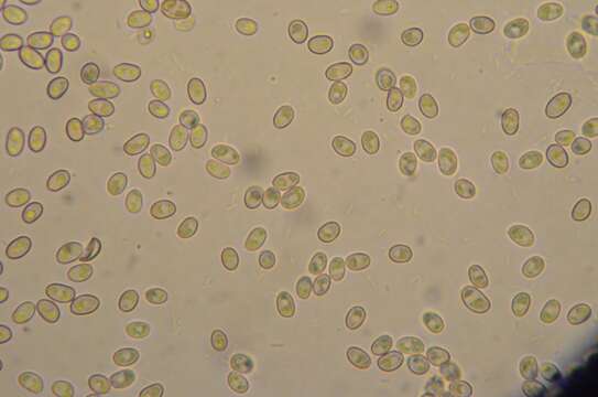 Image of Meottomyces dissimulans (Berk. & Broome) Vizzini 2008