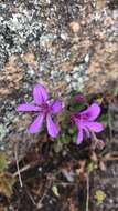 Image of Pelargonium rodneyanum Lindl.