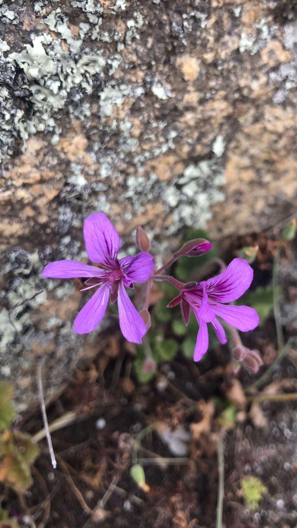 Image of Pelargonium rodneyanum Lindl.