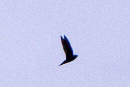 Image of American Black Swift