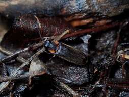 Image of Luciola filiformis E. Olivier 1913