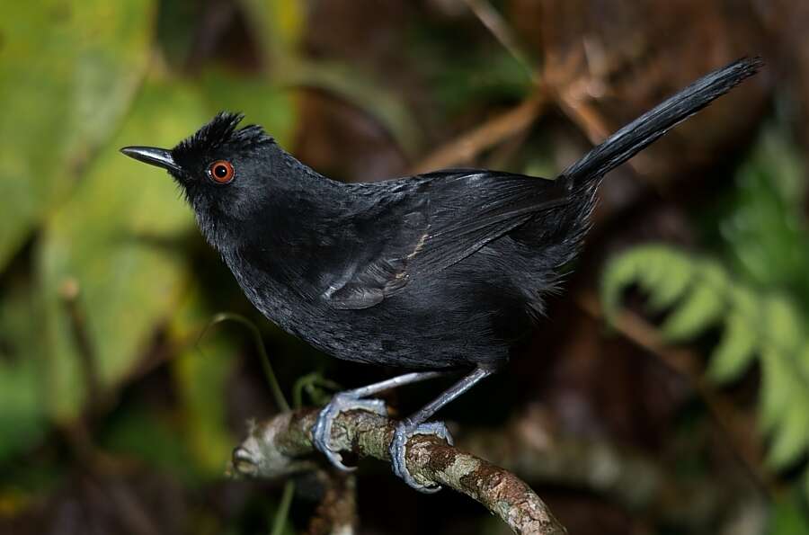 Image of White-shouldered Fire-eye