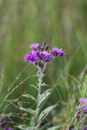 Image of Missouri ironweed