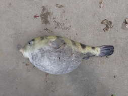 Image of Banded Puffer