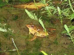 Image of Guenther's Amoy Frog