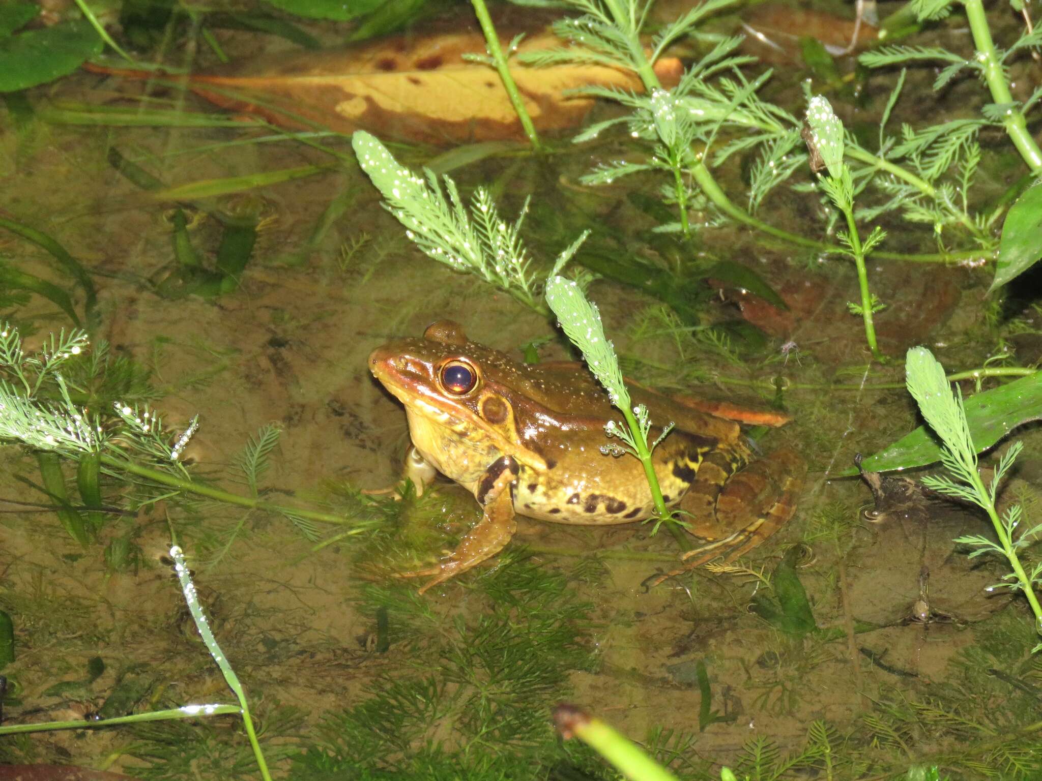 Image of Guenther's Amoy Frog