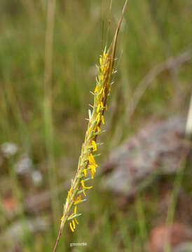 Imagem de Trachypogon spicatus (L. fil.) Kuntze