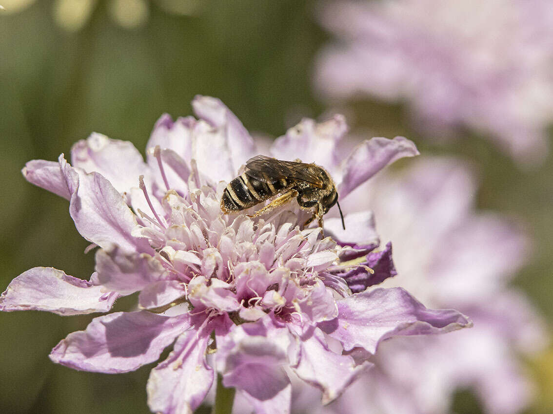 Halictus fulvipes (Klug 1817)的圖片