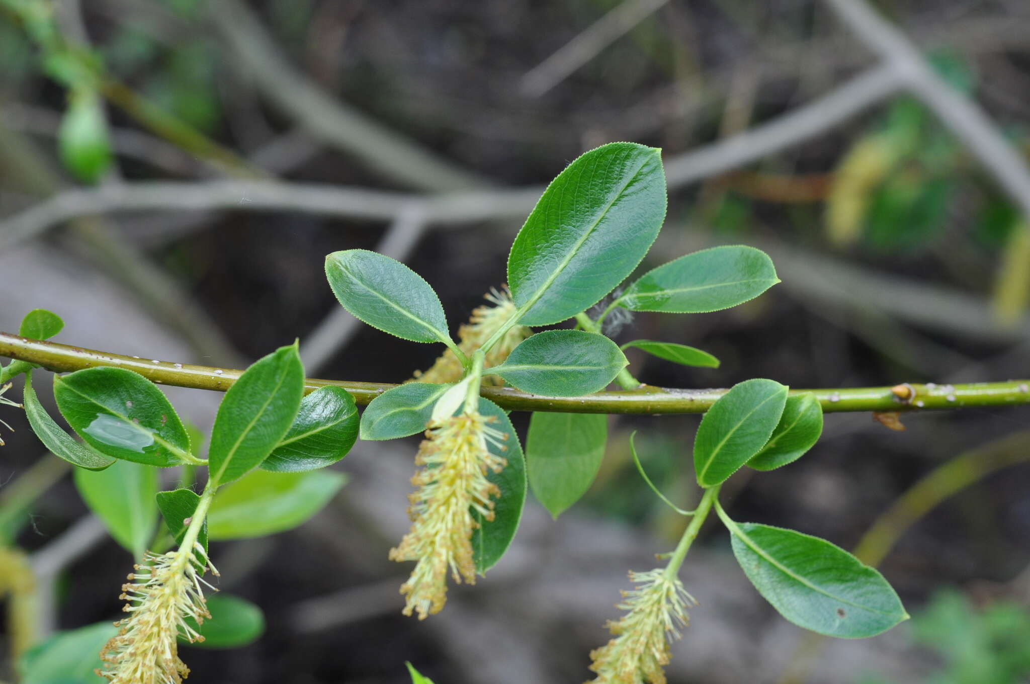 Image of Bay Willow