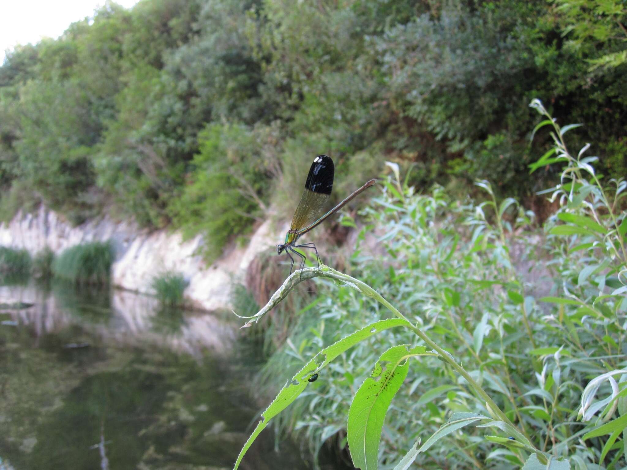 Image of Syrian Demoiselle