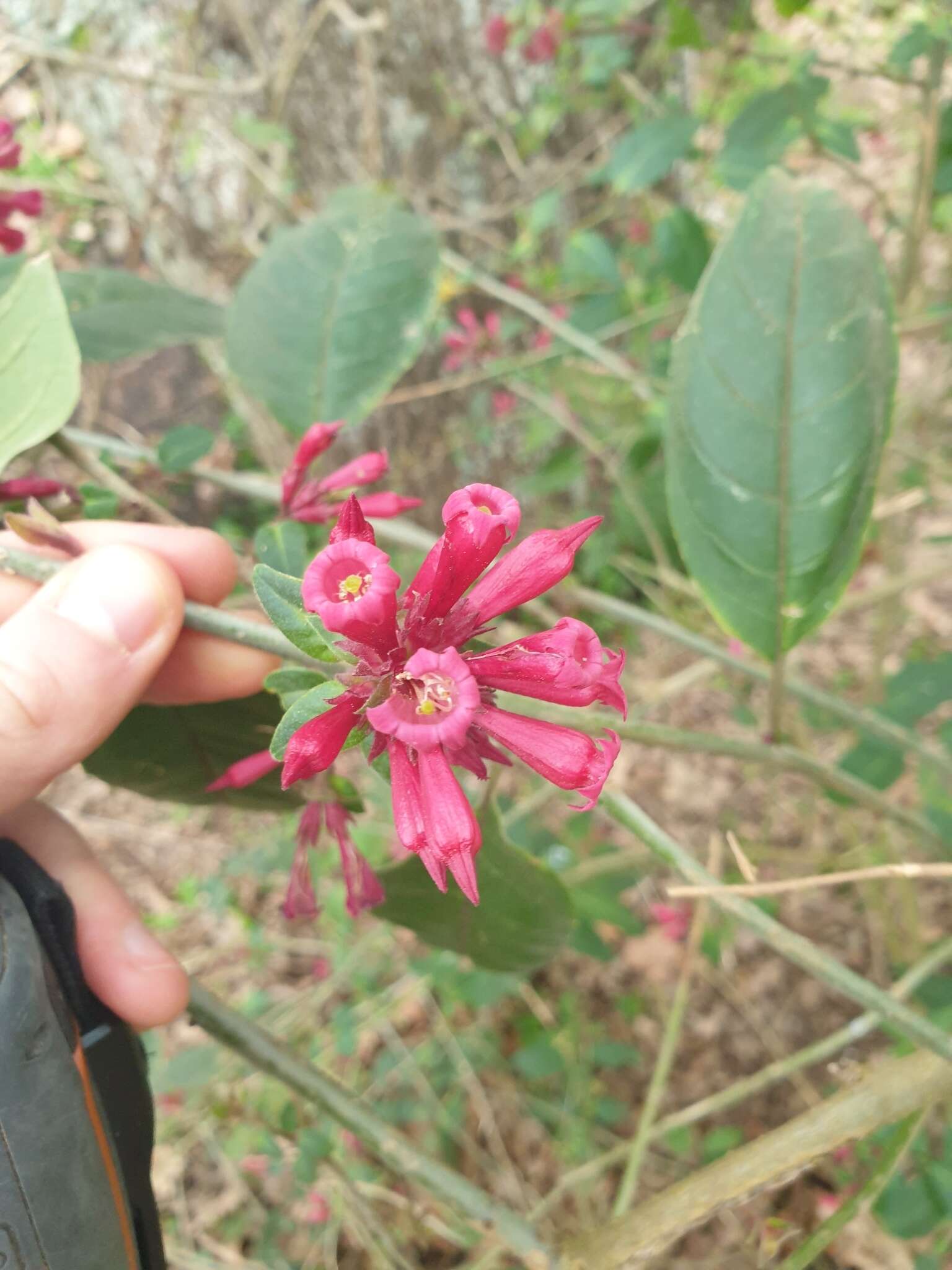 Image of purple cestrum