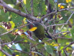 Image of Lesser Yellownape Woodpecker