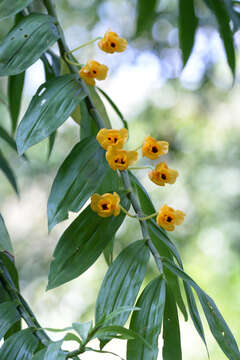 صورة Dendrobium chrysanthum Wall. ex Lindl.